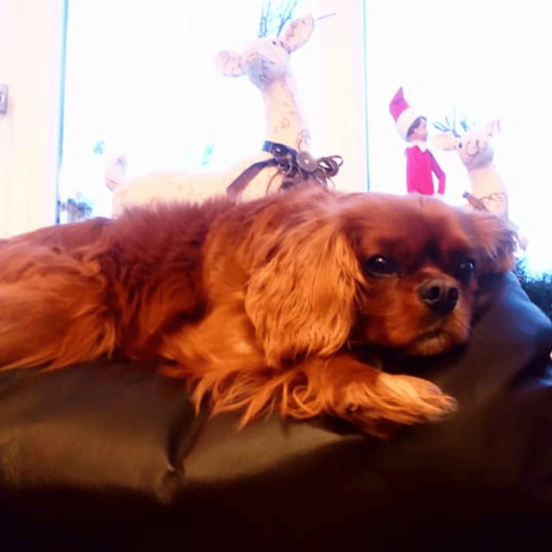 2 Dog