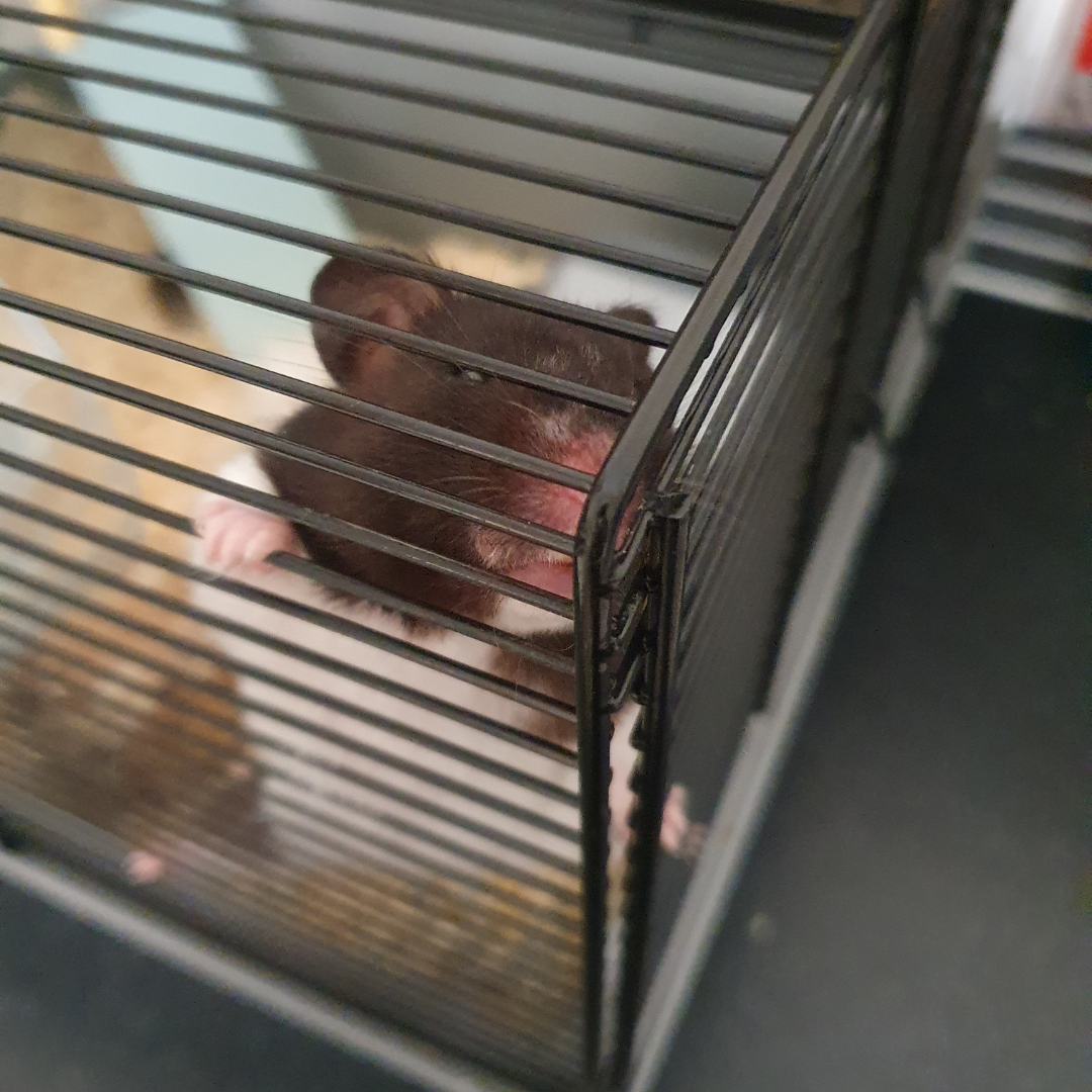 2 Hamster